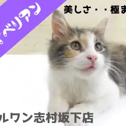 【 サイベリアン 】大型プリンセスの美しさに磨きがかかってます！！