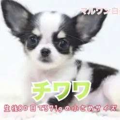 【 小さめ チワワ 】生後80日で571g！抜群のルックスに注目！