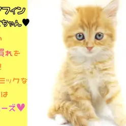 【 ラガマフィン 妹 】驚異の環境慣れを発揮!ダイナミックなヘソ天は幸せポーズ!