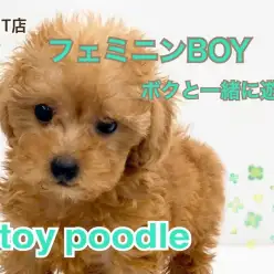 【 トイ・プードル 】愛くるしさ抜群のフェミニンBOY♪ボクと一緒に遊んでよっ!