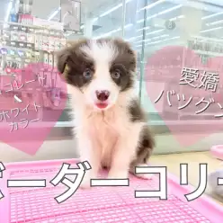 【 ボーダーコリ― 】愛嬌バツグン！レアカラーのボーダーコリ―