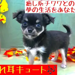【 チワワ・ロングコート 】究極の癒しをあなたに!愛されキャラのチーちゃん!