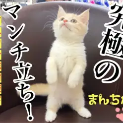 【 マンチカン 】マンチ立ち＆ねこパンチであなたのハートもめろめろパンチカン！！