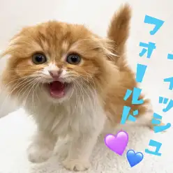 【 スコティッシュフォールド 】猫界のアイドル下丸子に降臨！？