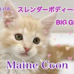 【 メインクーン 】スレンダーボディーのBIG GIRL