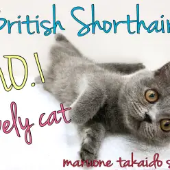 【 ブリティッシュショートヘア 】英国の代表ねこ！最強の甘えん坊はこの子♡