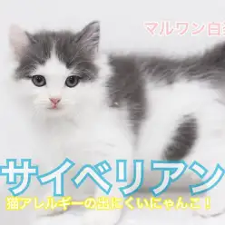 【 サイベリアン 】アレルギーが出にくい？!超希少キャット白楽に現る!
