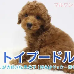 【 トイプードル 】ボール遊び大好き男子！冬の時期にぴったりなグッズもご紹介！