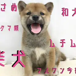 【 柴犬 】究極の癒しっ子！クマ顔！ユーザーレビュー・ドッグラン情報も満載！