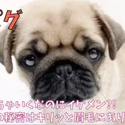 【 パグ 】ぶちゃいくなのにイケメン? その秘密はキリッと眉毛にあり?!