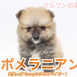 【 子狸系ポメラニアン 】生後50日で535gの小さめベイビー！