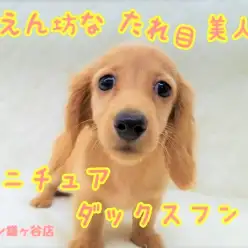 【 ミニチュア・ダックスフント 】魅惑のまなざし！目もとおしゃれ美少女！