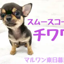 【 チワワ・スムース 】入店時体重529g！むっちり系コンパクトボディは必見！