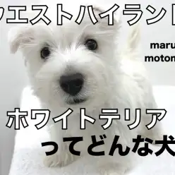 【 ウェストハイランドホワイトテリア 】純白のテリア犬！ウェスティ登場！