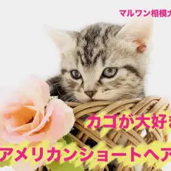 【 アメリカンショートヘア 】ねこ鍋ならぬ「ねこカゴ」！?みなさんカゴの準備を！