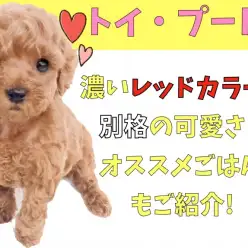 【 トイ・プードル 】濃いレッドカラーと別格の可愛さ!オススメごはんもご紹介!