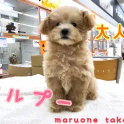 【 マルプー 】激カワMIX犬！人気の秘密はココ♪