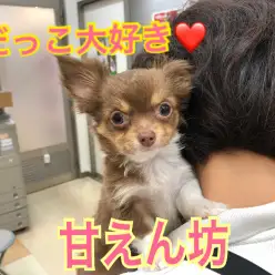 【 チワワ 】抱っこ大好き！人気カラーチワワ！