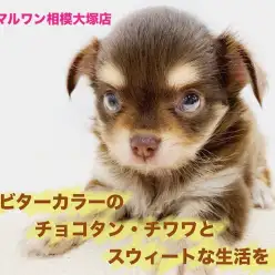 【チョコタンチワワ 】マズルの短さとビターカラーの永遠のパピー体型が魅力的!