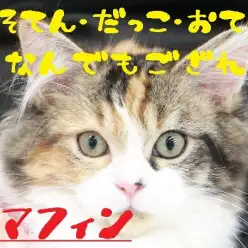 【 ラガマフィン 】全力でもふもふ愛でられる猫ちゃんはいかが?