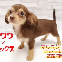 【 MIX・チワワ × カニンヘンダックス 】可愛すぎる!!小さなチョコチワックス!!