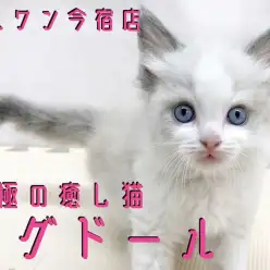 【 ラグドール 】究極の癒し猫！お膝の上が大好きな甘えん坊のイケメンにゃんこ！