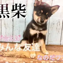 【 柴犬 】目が合えばみんな友達!フレンドリーな黒柴ちゃん！