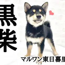 【 黒柴 】漆黒のボディにタンが綺麗な四ツ目柴！胸元にはあのマーク！？