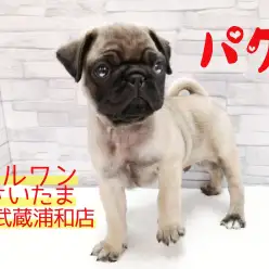 【 パグ 89 】その確率は1/365!パグの日生まれのミスターパグ!!