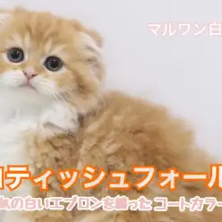 【 スコティッシュフォールド 】希少な長毛種のスコくん登場！
