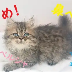 【 ペルシャ 】小さめ！鼻ぺちゃ！癒し系にゃんこ!!