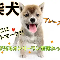 【 柴犬 】おでこにハートマーク?個性が光るオンリーワン要素たっぷり!