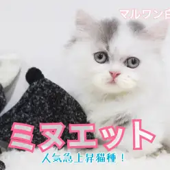 【 ミヌエット 】希少品種で人気上昇猫種！ペチャ顔短足のほんわか少女!