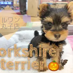 【 ヨークシャーテリア 】キリッと目力強め！小さめヨーキーちゃん