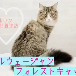 【 ノルウェージャンフォレストキャット  】見た目はお嬢様！中身は陽気な妖精猫ちゃん現る！