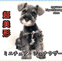 【 ミニチュア・シュナウザー 】必見！超美形シュナちゃんをオススメする3つの理由