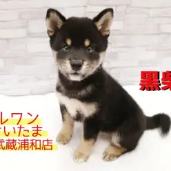 【 柴犬 】埼玉一の大和なでしこ!魅力たっぷりな”まろ眉女子”!!