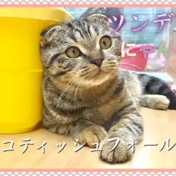 【 スコティッシュフォールド】垂れ耳まる顔のツンデレにゃんこ