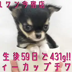 【 チワワ 】ティーカップにすっぽり！オリジナルポイント満載の小さなアイドル！