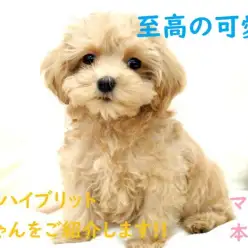 【 MIX 】至高の可愛さ！奇跡のハイブリットワンちゃんをご紹介します！