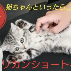 【 アメリカンショートヘア 】おでこにMマーク！猫ちゃんといえばこの子でしょ！