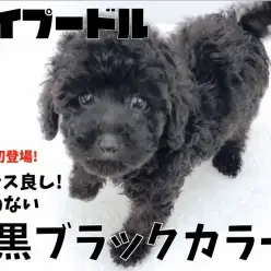 【 トイプードル 】バランス良し!ムラのない純黒ブラックカラー!鶴見店初登場!