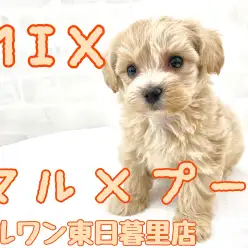 【 MIX マルプー 】性格・見た目・雰囲気、全て愛おしいタピオカミルクティーボーイ