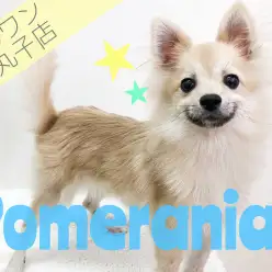 【 ポメラニアン 】にっこり笑ってる？！人懐っこくて愛嬌たっぷりポメくん。