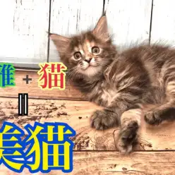 【 メインクーン 】はるか昔から変わらず愛される優雅な猫
