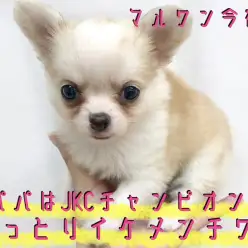 【 チワワ 】AKC・JKCチャンピオン直仔！コーギーチックな珍カラー！