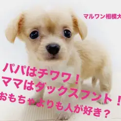 【 MIX チワックス 】くりくりフェイスとクリームカラーに昇天!噛み癖防止法(付録)