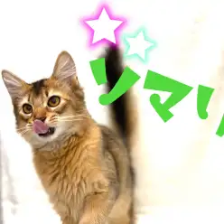 【 ソマリ 】遊ぶの大好き人も大好き!お散歩もできちゃうんです!