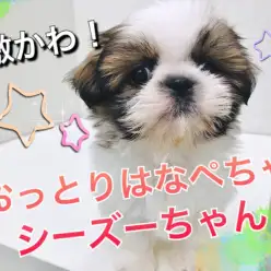 【 シーズー 】あなたに最高の癒しをプレゼント！おっとりはなぺちゃシーちゃん♪