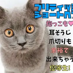 【 ブリティッシュショートヘア 】抱っこも耳そうじも爪切りも余裕の優等生!